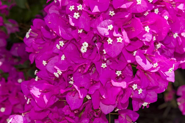 Floração buganvília flores fundo. Bougainvillea flores textura e fundo. Vista de perto Bougainvillea árvore com flores — Fotografia de Stock