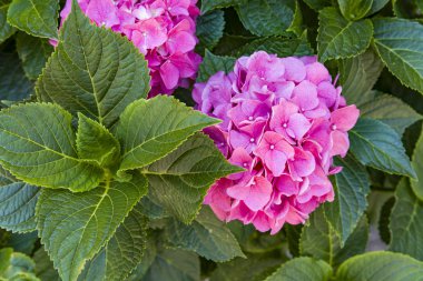 Bu gizli bahçe tamamen rüya gibi. Yazın gösterişli çiçekler. Güneşli bir günde ortanca çiçeği. Çiçekli hortensia bitkisi.