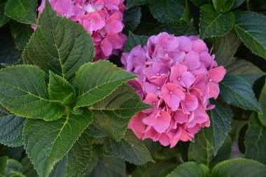 Bu gizli bahçe tamamen rüya gibi. Yazın gösterişli çiçekler. Güneşli bir günde ortanca çiçeği. Çiçekli hortensia bitkisi.