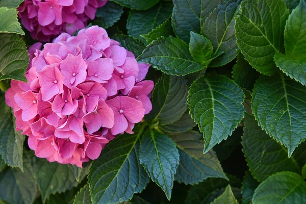 Bu gizli bahçe tamamen rüya gibi. Yazın gösterişli çiçekler. Güneşli bir günde ortanca çiçeği. Çiçekli hortensia bitkisi.