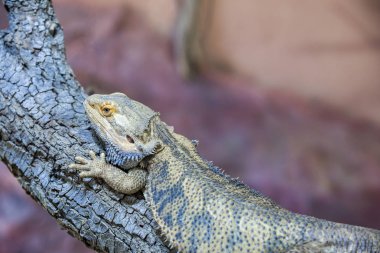 Agama Çölü, arka plan, yakın plan, sakallı, tahta bej rengi ejderha zoolojisi
