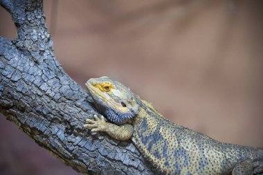 Agama Çölü, arka plan, yakın plan, sakallı, tahta bej rengi ejderha zoolojisi