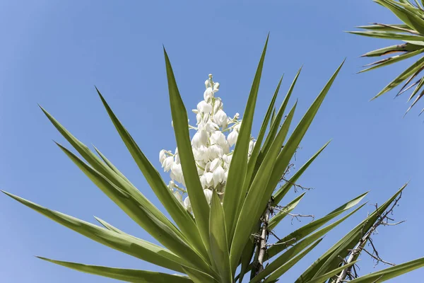 Yucca φυτό .λευκό εξωτικά λουλούδια με μακριά πράσινα φύλλα σε μπλε — Φωτογραφία Αρχείου