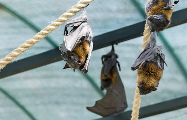 Zorros voladores en la naturaleza en el —  Fotos de Stock