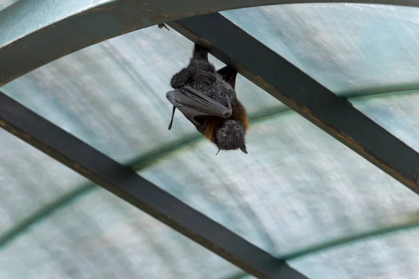 Zorros voladores en la naturaleza en el —  Fotos de Stock