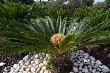 Güneş 'in üzerinde yeşil yapraklar olan Saga Palm' ın merkezini kapatın. Egzotik tropikal bitki. Efsanevi palmiye, ağaçlar.