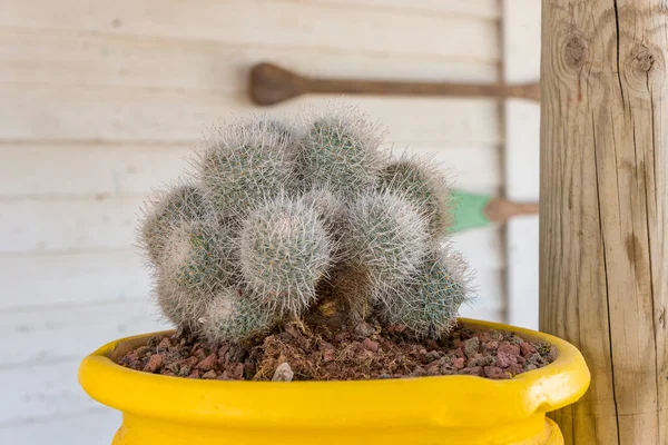 Cactus Pelucheux Ronds Pots Fermer Cactus Pelucheux Avec Pot Jaune — Photo