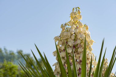 Yucca güzel beyaz bir çiçek açar..