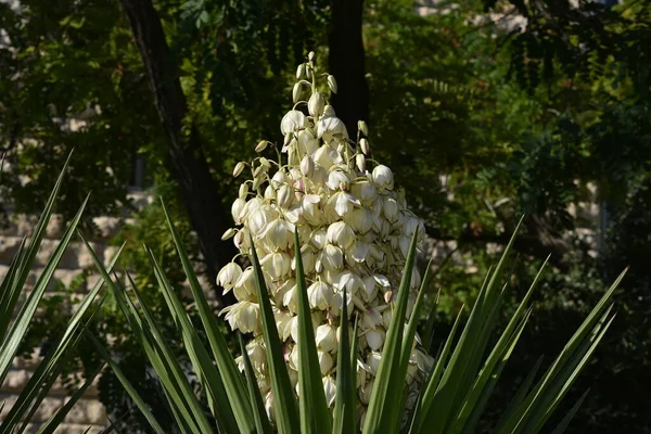 Юкка Цветет Красивый Белый Цветок — стоковое фото