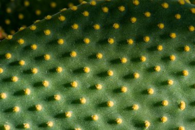 Yeşil yassı kaktüs arka planı çok güzel. Kaktüs dokusu doğal arka plan. Yeşil ve sarı kaktüslerin düz yaprakları iğne desenli. Dokulu doğal arkaplan.