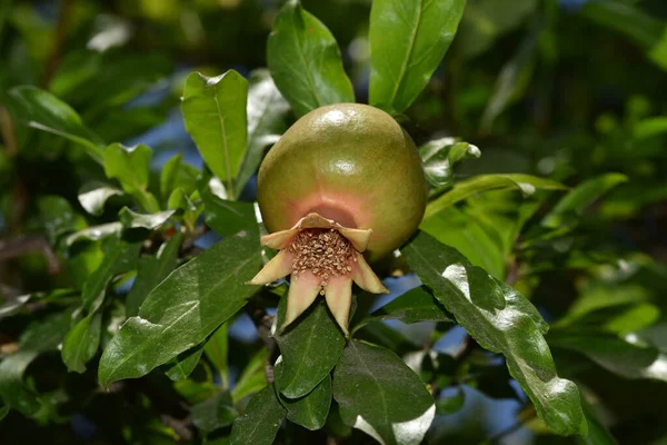 Granaatappelboom Met Fruit Close Van Jonge Granaatappel Fruit Een Tak — Stockfoto