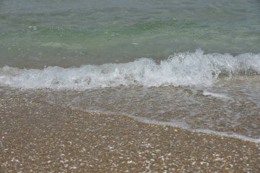 Kumlu bir sahilde deniz kabuğu