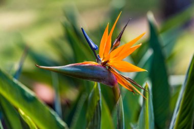 Cennetin güzel kuşu