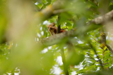 Genç ve sevimli kırmızı sincap bizi bir ağacın dallarından ve yeşil yapraklarından izliyor.
