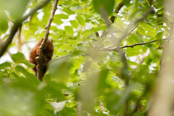 Genç kırmızı sincap ağaçta uyuyor. Huzurlu, sevimli ve sevimli bir fotoğraf.