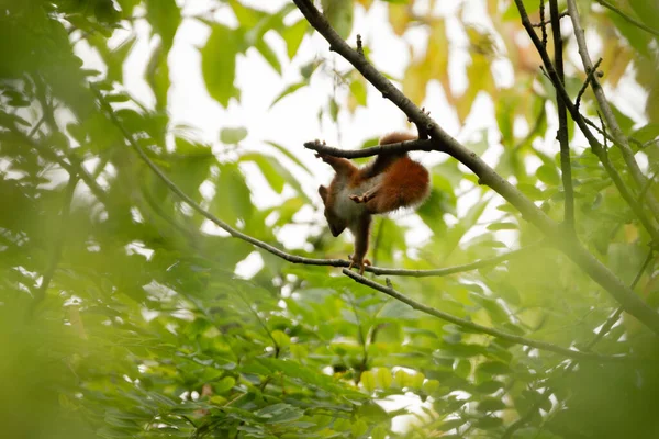 Yeşil yapraklı bir ağacın dalında sakar, komik, genç, kırmızı bir sincap akrobat.