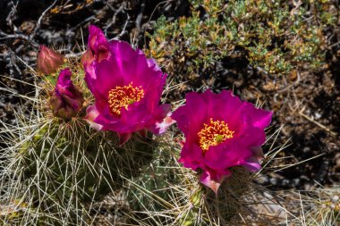 Büyük Kanyon Arizona güney kenarında bir inciri kaktüsün üstüne parlak pembe çiçekleri çifti yakınındaki. 