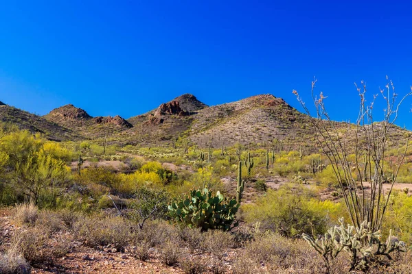 Manzara Arizona'daki Sonoran Çölü'nde bahar. Saguaro, cholla, inciri ve sarı çiçek açan kreozot çalılar ile birlikte çiçeklenme ocotillo cactci yere kapak. Rocky, kahverengi tepeler ve derin mavi gökyüzü arka planda.  