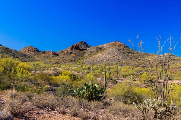 Våren Landskap Arizona Sonoraöknen Saguaro Cholla Fikonkaktus Och Blommande Ocotillo — Stockfoto