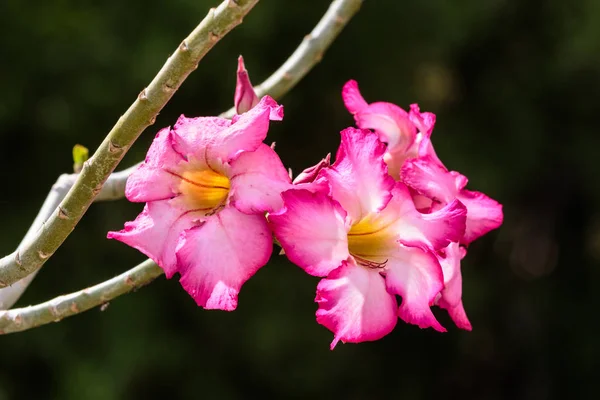 Três Flores Rosa Deserto Adenium Obesum Florescendo Único Ramo — Fotografia de Stock