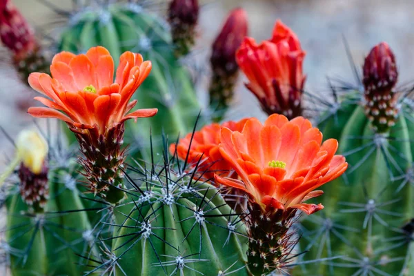 Пустеля Яскраво Червоними Цвітінням Кубок Claret Кактус Echinorcereus Triglochidaiatus Квітучі — стокове фото