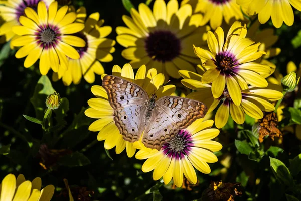 Mariposa Blanca Del Pavo Real Remiendo Flores Amarillas Brillantes Follaje — Foto de Stock