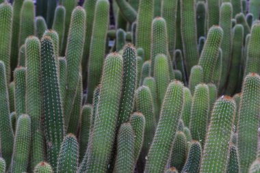 Kırmızı Meşale kaktüs kümesi (echinopsis husascha), Arizona'nın Sonoran çölünde yetişen. 