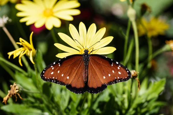 Farfalla Regina Ali Aperte Fiore Giallo Nel Deserto Sonoro Dell — Foto Stock