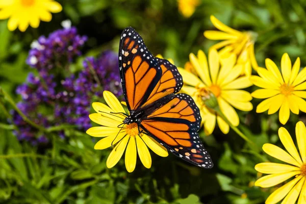 Monarch Butterfly Feeds Bright Yellow Flower Arizona Sonoran Desert Background — Stock Photo, Image