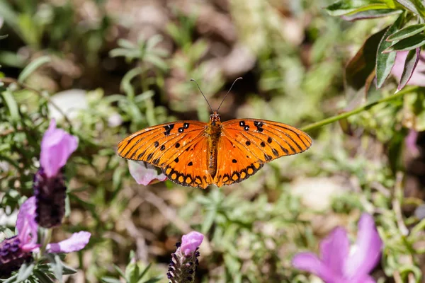Orange butterfly (Gulf Fritillary) balanced on a green leaf; purple blossoms in the foreground; in Arizona\'s Sonoran desert.