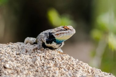 Desert Spiny Lizard (sceloporus magister) bir granit kaya üzerinde, parlak renkli ölçekler ile, Arizona 'nın Sonoran çöl. 