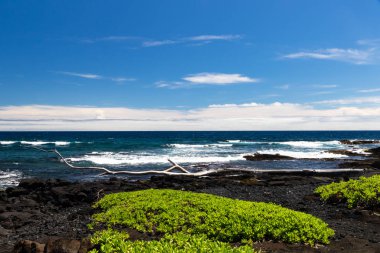 Siyah Sand Beach (Punaluu) Hawaii büyük Adası üzerinde; siyah volkanik kaya ve doğal bitki örtüsü ile (naupaka) ön planda, mavi okyanus ve dalgalar arka planda. 