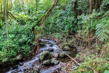 Akış tropikal yağmur ormanları, Akaka Falls State Park Hilo, Hawaii's Big Island üzerinde çalışan. Kayalar akışı; bambu, eğrelti otları, üzüm ve diğer orman bitki.