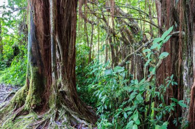 Akaka 'da tropikal yağmur ormanları Hawaii 'nin büyük adasında devlet parkına düşer. Banyan ağaçlar, üzüm ve kayalar ve kayalar ile diğer yeşillik. 