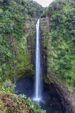 Akaka Falls Hilo, Hawaii Şelalesi. Su, gür yağmur ormanı bitki örtüsü ile çevrili aşağıdaki havuza uçurumun aşağı 400 feet üzerinde düşer. Akaka Falls State Park içinde. 