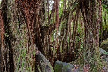 Tropical rainforest in Akaka falls state park, on Hawaii's Big Island. Banyan trees, vines and other foliage with rocks and boulders.  clipart