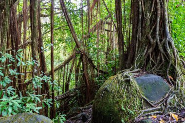 Akaka 'da tropikal yağmur ormanları Hawaii 'nin büyük adasında devlet parkına düşer. Banyan ağaçlar, üzüm ve kayalar ve kayalar ile diğer yeşillik. 