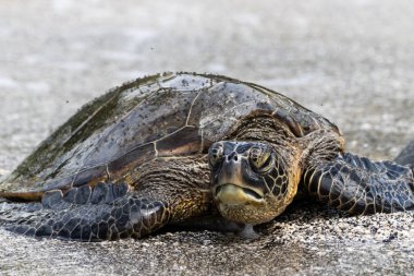 Kendisi bir plajda Hawaii's Big Island sunning yeşil deniz kaplumbağası (chelonia mydas), Closeup görünümü. Kamera karşı karşıya baş kaldırdı. Kumun üzerinde duruyor gibi sinekler bu kabuk kapak. 