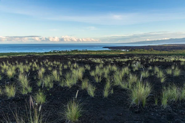 Western Coastline Hawaii Big Island Kona Grass Tufts Growing Black — Stock Photo, Image