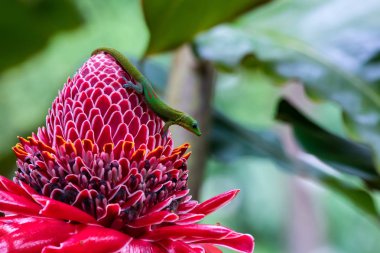 Altın tozu gün gecko (phelsuma laticauda) canlı kırmızı meşale zencefil çiçeği (etlingera elatior), Hawaii büyük ada'nın Akaka Falls State park içinde. 