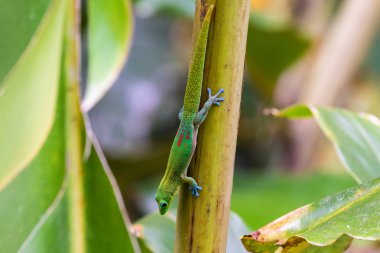Baş aşağı Hawaii büyük ada Akaka Falls state Park bir palmiye ağacı üzerinde tırmanma altın tozu gün gecko (phelsuma laticauda).