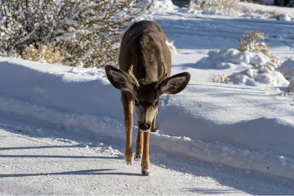 Male Kaibab deer (subspecies of mule deer) with antlers, walking towards camera. Snow in the background. Grand Canyon National Park.