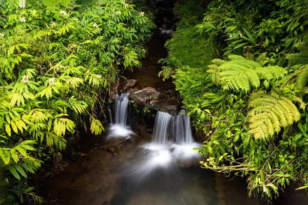 Stream and small waterfall, pool with clear water in Hawaii. Ferns, other rainforest plants along the banks.