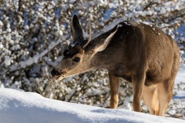 Genç erkek Kaibab geyik (katır geyik alt türü) Büyük Kanyon Milli Parkı 'nda kış aylarında yem boynuzları ile closeup. Arka planda bitkiler ve kar.