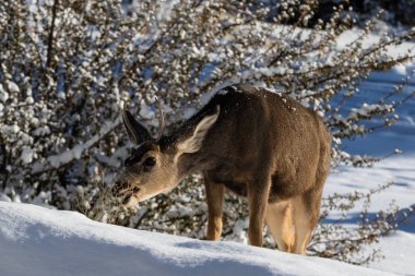 Genç erkek Kaibab geyik (katır geyik alt türü) Büyük Kanyon Milli Parkı 'nda kış aylarında yem boynuzları ile closeup. Arka planda bitkiler ve kar.