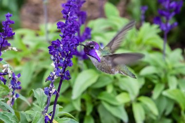 Costa 'nın Hummingbird (calypte costae) hovering; parlak mor kafa, mor çiçekler besleniyor. Arizona 'nın Sonoran çölünde. 