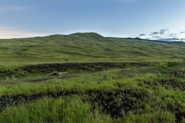 Hawaii 'nin Big Island şafağında çimen ile kaplı yeşil tepeler, Rolling. 