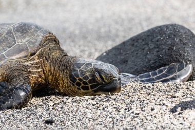 Siyah & Beyaz kum plajında dinlenen yeşil deniz kaplumbağasının (Chelonia mydas) yakın çekimi. Hawaii'nin Büyük Adası'nda Kona'nın güneyinde. 