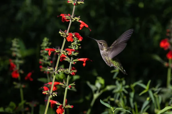 Anna Hummingbird Średni Lot Karmienie Czerwone Kwiaty Pustyni Sonoran Arizonie — Zdjęcie stockowe