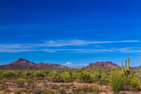 Arizonas Sonoranöken Våren Saguaro Kaktusar Och Andra Inhemska Växter Gröna — Stockfoto